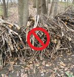 Brush Pile Stacked in Woods